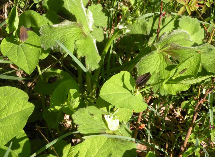 Nelle Valli di Novellara alla ricerca della Viola pumila